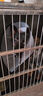 欢宠网 伊丽莎白圈耻辱圈特大号狗狗项圈猫项圈宠物狗脖套猫头套防咬圈狗用品+1号80斤以下宠物 实拍图