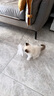 憨憨乐园猫玩具逗猫棒猫咪棒长杆羽毛钓幼猫玩具鱼竿铃铛耐玩逗猫神器用品 实拍图
