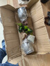 金钱榕树盆景老桩小叶榕苗木造型盆栽人参榕室内绿植提根绿植矮莊 【买一送一】中富贵榕高25cm左右 实拍图