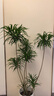 叹为观止 大型盆栽 单杆辫子发财树天堂鸟绿萝散尾葵办公室内开业乔迁礼品 柳叶百合竹1.2-1.4米 含盆 实拍图