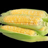 中鲜生云南水果玉米 新鲜甜玉米 现摘玉米棒 生鲜蔬菜可生吃火锅食材 9斤 【净重】约10-13根 实拍图