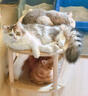 麦富迪猫粮 超肉粒冻干双拼成猫粮美毛护肠胃 三文鱼10kg/20斤 实拍图