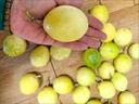 京地达正宗钦蜜9号黄金百香果5斤单果45-55g现摘香甜新鲜水果源头包邮 实拍图