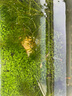 疯狂水草（FKSC）水草种子水培绿植水草植物种子直接入缸鱼缸造景水草籽种子大对叶 实拍图