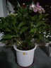 爱丽思（IRIS）Deepot花盆加厚树脂控根圆口绿萝绣球蔷薇月季塑料花盆 10号白色(口径约32.8cm)无盆托 实拍图