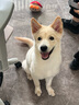 麦富迪 狗粮 冻干双拼鲜肉粮小型犬中大型犬成幼犬通用全价宠物犬粮 鲜鸡肉益生元|通用犬试吃包100g 实拍图