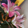 悦多彩AB级优质香水百合 家庭办公室各色生活鲜花 昆明基地 现采直发 粉色百合花10朵  ( 双头5枝) 实拍图