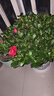 【莎之槿园艺】杜鹃花苗盆栽带花苞四季开花不断室内观花卉绿植植物老桩大棵好养 特大盆红色杜鹃花+仿木桶盆+底托(带花苞发 含盆 实拍图