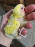 豪蚨鹦鹉雏半毛活体宠物观赏玄凤雏鸟牡丹小太阳活物亲人上手幼鸟豪蚨 黄桃牡丹半毛雏鸟1只 实拍图