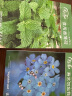 寿禾 薄荷种子苗可食用香草植物盆栽种植 潍丰食用香薄荷种子1200粒 实拍图