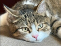 顽皮（Wanpy）Happy100果饭儿系列宠物零食猫罐头三文鱼80g*12罐 猫湿粮 实拍图