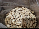 木乃壳 东北红衣生花生四粒红花生果新鲜带壳花生 新货笨炒 （生）花生红皮花生【3斤1500g】 实拍图