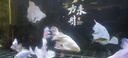 惠豪 显示器17-32英寸高清HDMI办公家用游戏电竞屏台式电脑监控液晶屏幕可壁挂 19英寸显示器+电视两用 实拍图