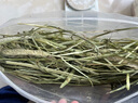 安迪优美 2024年 安迪优美新提摩西草兔子兔粮荷兰猪龙猫干草牧草 500克 晒干提摩西500克 实拍图