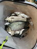 本诺碳素炮台支架鱼竿架杆轻硬大物台钓椅钓箱地插架竿钓鱼手竿支架 1.1m 【高碳综合版】吸光滚轮 实拍图