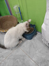 LEGENDSANDY蓝氏全价猫粮成猫幼猫生骨肉冻干粮猎鸟乳鸽系列猎原乌鸡1.5kg 实拍图