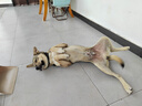 麦富迪 狗粮 乖宝乐牛肉蛋黄小中大全犬种通用型宠物主粮 幼犬粮10kg 实拍图