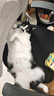艾禾美slide增强款膨润土猫砂 除臭低尘 铁锤猫砂28磅/12.7kg 实拍图