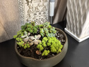 忆润蝶多肉植物带盆绿植花卉盆栽贵货老桩群生玉树玉露仙人掌肉肉 劳尔群5-6cm【带香味】 实拍图