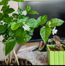 开时果 茉莉花盆栽浓香型 桌面绿植物阳台花卉树苗盆景摆件源头直发包邮 精品茉莉花5-10株【加仑盆】 实拍图