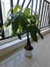 叹为观止大型独杆发财树庆典乔迁盆景绿植办公室盆栽客厅大型植物 辫子发财树0.5-0.6米 含盆 实拍图