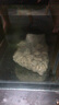 博特鱼池过滤材料鱼缸滤材套装 珊瑚骨火山石陶瓷环活性炭纳米球 珊瑚骨 5斤【配1个网袋】 实拍图