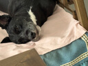 冠能狗粮成犬小型犬狗粮7kg 挑食美毛亮眼 全价狗粮  实拍图