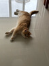 毛球殿下主食湿粮EK猫用全价主食餐包成猫幼猫通用软罐头全期猫咪主食肉包 牛肉配方【强壮体态】170g*7袋 实拍图