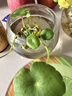 【铜钱草】水培绿植物办公室桌面水养金钱草室内四季常青花卉盆栽 1套铜钱草+圆球玻璃盆 实拍图