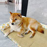 柒哦狗窝宠物凉席夏季睡垫护颈冰窝猫狗垫子全可拆洗中小型犬狗床凉窝 【凉席加厚款】阳光花海可拆洗 S-30*40CM（建议4斤内） 实拍图