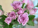 云南鲜花批发品质玫瑰百合水养鲜切花送女友水养鲜花源头直发 紫玫瑰-10支（花苞小不定品种） 【任选2件—不收运費】 实拍图