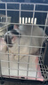 腆宠宠物航空箱小号 猫咪航空箱猫狗 猫包猫笼外出车载猫箱狗狗托运 实拍图