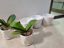 裕轩堂纯白色新款陶瓷花盆室内简约个性带托盘绿萝吊兰蝴蝶兰多肉盆桌面 70010白 中号口径约14厘米 实拍图