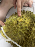 LIULIANXISHI榴莲西施泰国进口冷冻金枕头榴莲果肉1.8斤 冷链锁鲜水果源头直发 实拍图