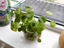 意轩100棵装铜钱草水培植物办公室客厅桌面盆栽金钱草花卉室内水养 实拍图