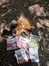 网易严选全价猫粮 宠物主粮幼猫成猫全价粮猫咪食品 深海鱼虾口味50g*2 实拍图