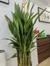 叹为观止大型植物发财树各种大颗盆栽开业乔迁客厅办公室内好养大型花卉 富贵鸟【60-80厘米】 含盆 实拍图