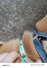 欢宠网猫咪驱虫项圈狗狗猫宠物狗猫圈除跳蚤猫猫幼猫小猫小狗体外去跳蚤 实拍图