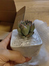 两腿跑【送货上门】三八节多肉植物带盆桌面盆栽组合绿植花卉幼儿园盆栽 简约3盆(带盆栽好) 实拍图