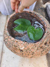 石头花盆原生态天然鹅卵石花瓶多肉铜钱草原石菖蒲盆鱼缸水培造景 无排水孔 外径12-15厘米深3厘米以上款随机 实拍图