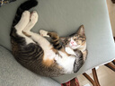 KONOKO宠物湿巾猫咪擦眼去泪痕除臭味狗狗用品全身免洗清洁专用湿纸巾 实拍图