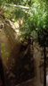 开时果 文竹盆栽桌面摆件盆景 办公室植物竹子水培绿植盆景源头直发包邮 【热销款】舍得紫砂盆+苔藓+底座 实拍图