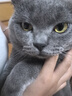 麦富迪猫粮 barf霸弗天然猫粮冻干生骨肉成幼猫粮养胃益肠牛肉7.2lg 实拍图