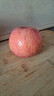 京鲜生 陕西洛川苹果红富士  净重5斤  单果200g+ 生鲜水果 实拍图