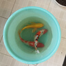 锦鲤活鱼观赏鱼活体淡水冷水鱼纯种黄金红白三色锦鲤鱼金鱼招财鱼 25-30cm 三阳开泰(红白+三色+黄 晒单实拍图