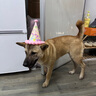 麦富迪狗粮 藻趣儿狗粮成犬粮牛肉螺旋藻 均衡营养15kg/30斤 实拍图