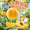 伊利安慕希黄桃燕麦风味爆珠酸奶200g*8盒/箱 礼盒装  实拍图