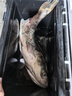 达亿瓦（DAIWA） 新款 一击樱 综合休闲手杆台钓竿轻碳素进口钓鱼竿钓杆 垂钓装备 F-3.9米 实拍图
