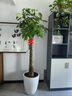 Only you【2小时达】发财树大型盆栽绿植花卉室内客厅办公室开业乔迁送礼 单杠发财树 实拍图