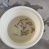草鱼鱼苗活体淡水养殖食用吃草皖半斤食蚊鱼塘鱼缸观赏鱼草鱼苗批发 20条10-13厘米草鱼加10%防损 实拍图